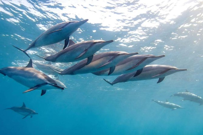 2-Hours Dolphin Excursion in Mauritius - Key things to know before booking