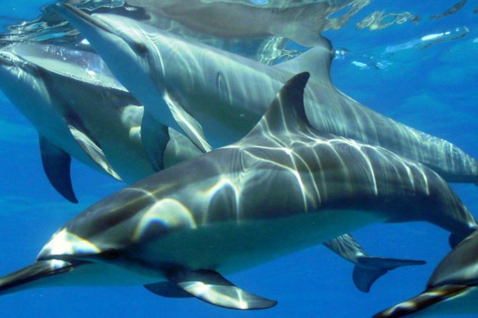 2-Hours Dolphin Excursion in Mauritius - Meeting the dolphins off Black River