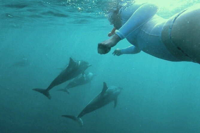 2-Hours Dolphin Excursion in Mauritius - Swimming and snorkeling with wild animals