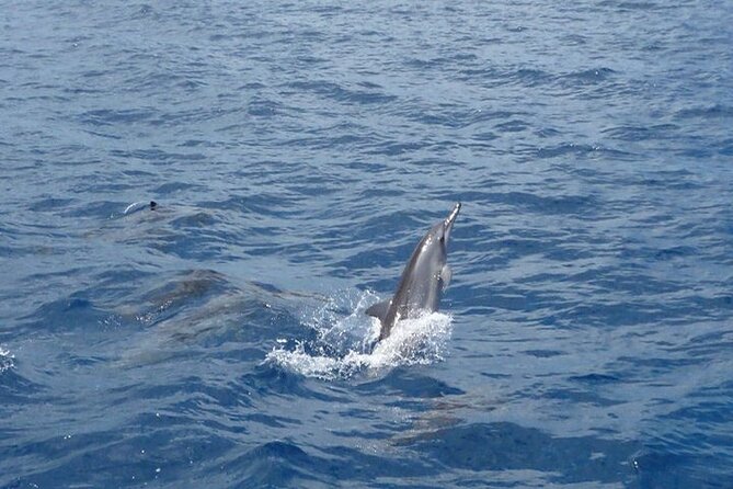 2-Hours Dolphin Excursion in Mauritius - The guides and the human side of the trip