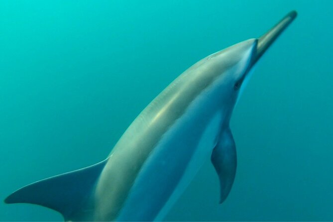 2-Hours Dolphin Excursion in Mauritius - Weather, cancellation, and the no-dolphin option