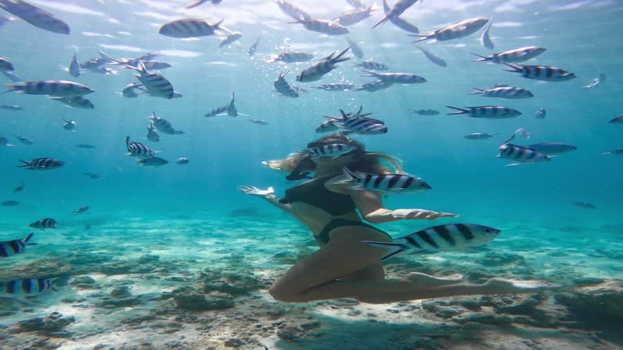 5 Islands Private Speedboat w/ Snorkeling + Lunch & Drinks - Ile aux Aigrettes and the return across the lagoon