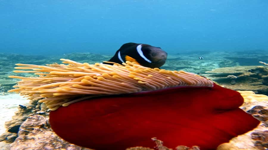 5 Islands Speedboat w/Snorkeling Sea Turtle + Lunch & Drinks - Ile aux Aigrettes opens the drinks portion