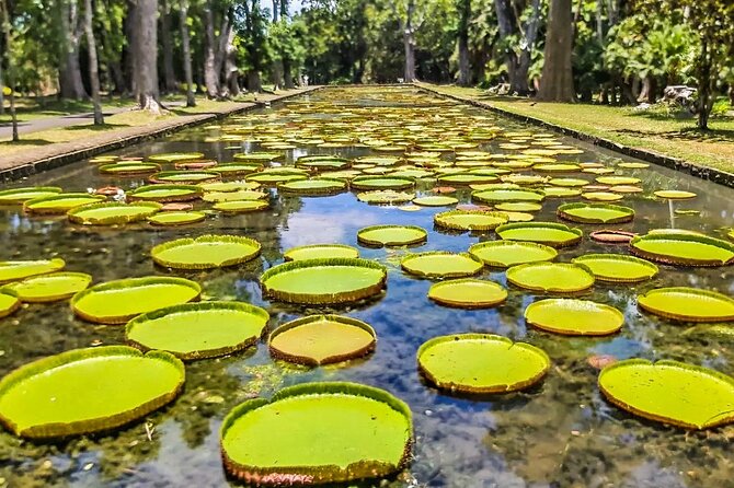 8-Hour Private City and North Tour in Mauritius - What the $129.60 group price really covers