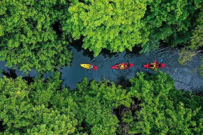 Afternoon Guided Kayak Activity on the Tamarin River - Key things to know before you paddle