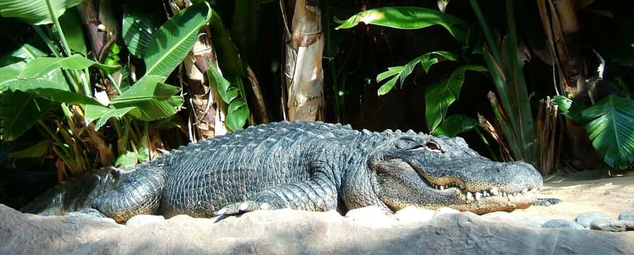 Animal & Nature Parks, Private Tour - A full southern circuit in eight hours