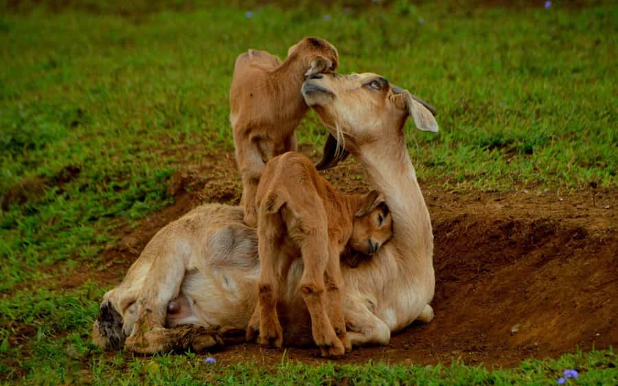 Animal & Nature Parks, Private Tour - Practical timing advice before you book