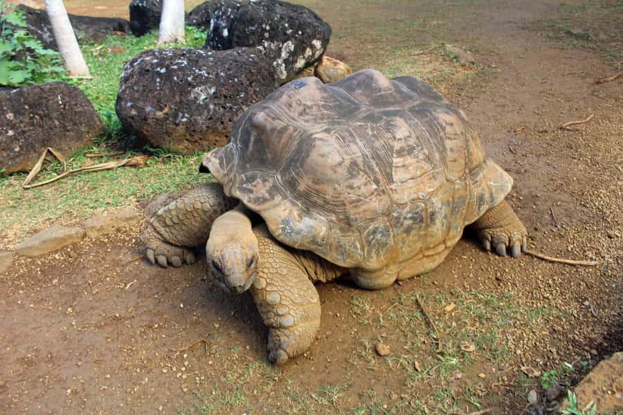 Animal & Nature Parks, Private Tour - La Vanille Nature Park and its giant tortoises