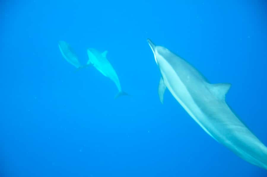 Black River: Dolphin Swim and Whale Watching by Speedboat - Starting at La Jetée Road in Grande Riviere Noire