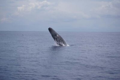 Dolphin Swim and Whale Watching by Speedboat