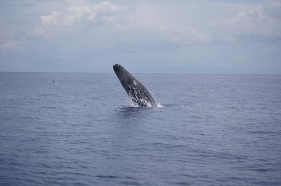 Black River: Dolphin Swim and Whale Watching by Speedboat - The speedboat ride along Black River