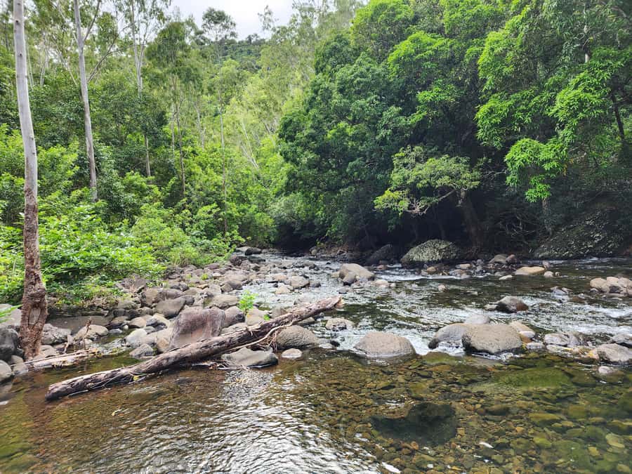 Black River: Guided Hike in the Black River Gorges Valley - What the $76 price gives you