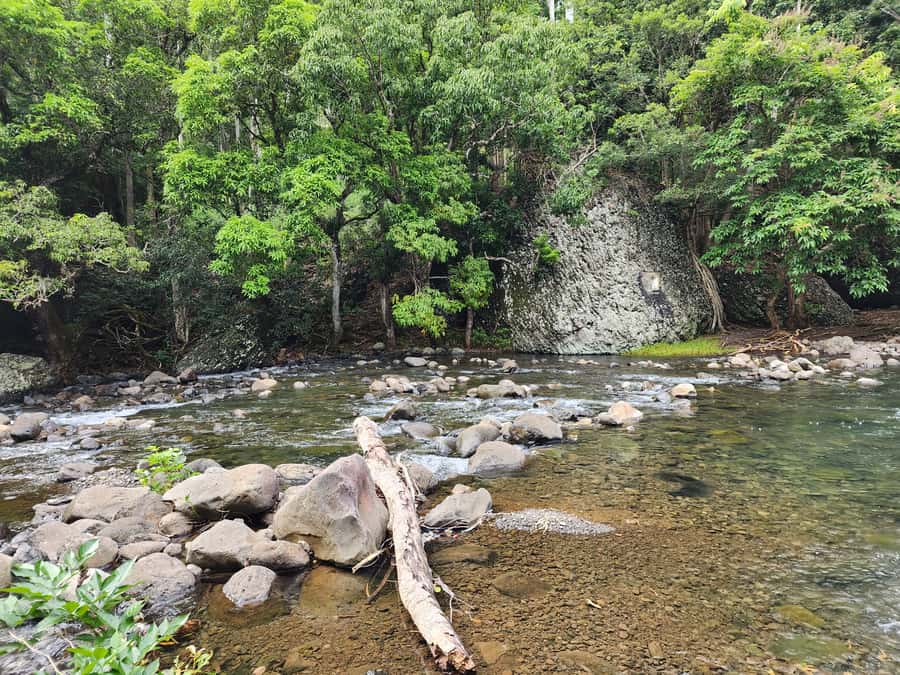 Black River: Guided Hike in the Black River Gorges Valley - Cancellation and planning notes