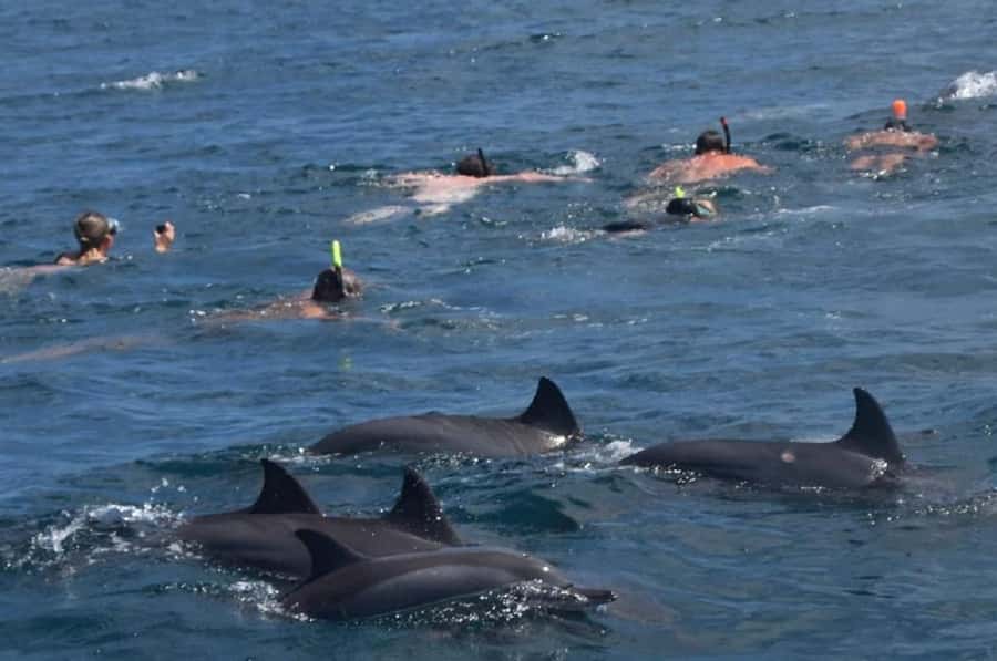 Black River: Swim with Dolphin Speed Boat Tour with lunch - Key points to know before booking