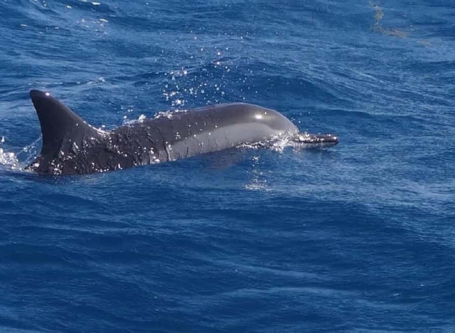 Black River: Swim with Dolphin Speed Boat Tour with lunch - Watching dolphins without treating them like a show