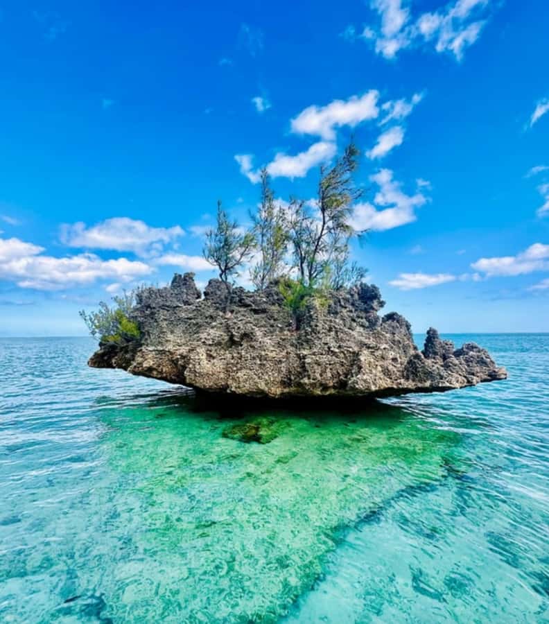 Black River: Swim with Dolphin Speed Boat Tour with lunch - Who will enjoy this day most