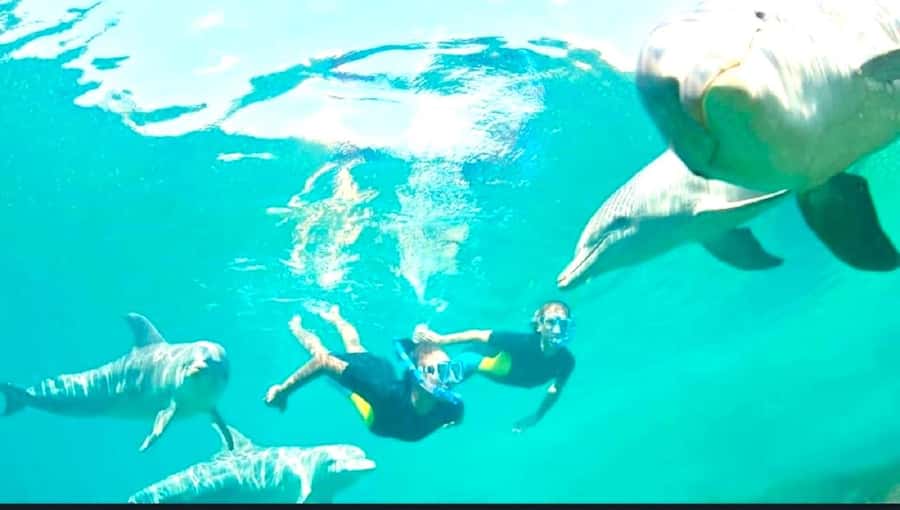 Black River: Swim with Dolphin Speed Boat Tour with lunch - Practical advice for a smoother outing