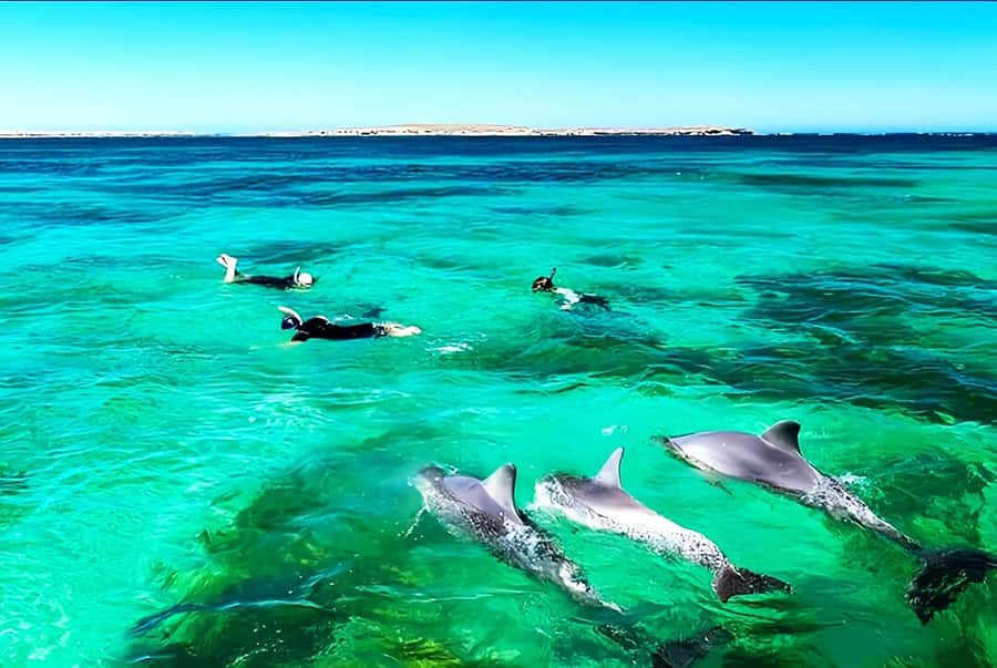 Black River: Swim with Dolphin Speed Boat Tour with lunch - Should you book the dolphin and Crystal Rock tour?