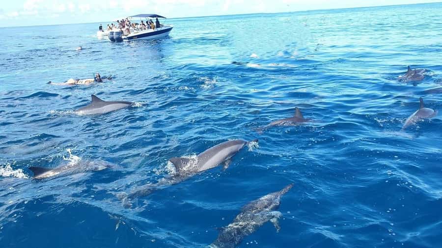 Black River: Swim with Dolphin Speed Boat Tour with lunch - The speedboat ride across the southwest coast