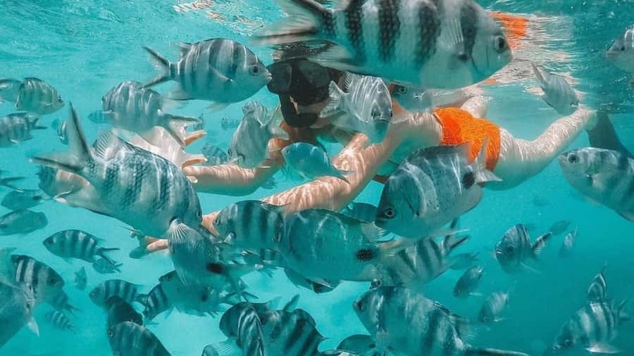 Blue Bay: Blue Bay Glass Bottom Boat Visit and Snorkeling - Key points to know before you book