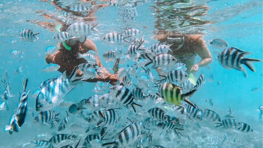 Blue Bay: Blue Bay Glass Bottom Boat Visit and Snorkeling - What the marine guides add