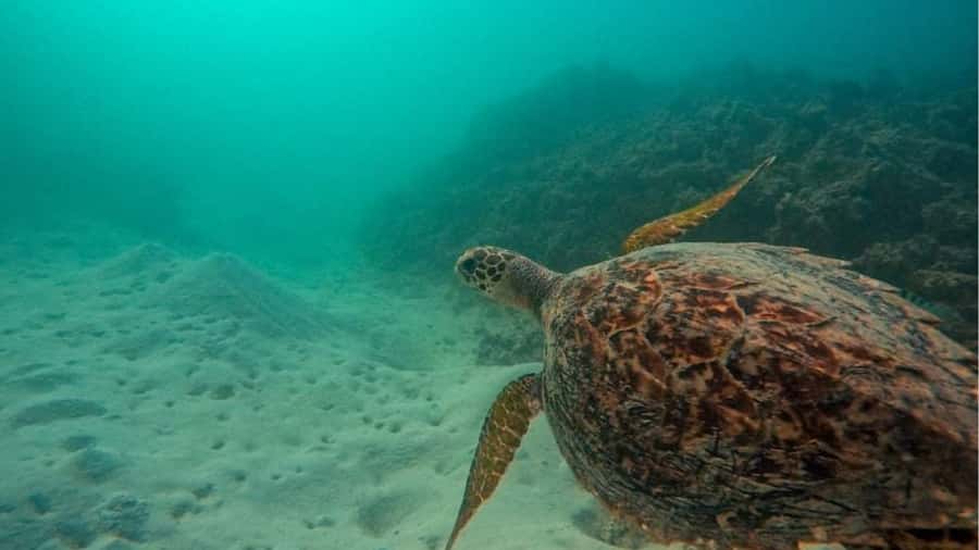 Blue Bay: Blue Bay Glass Bottom Boat Visit and Snorkeling - Is $28 good value?