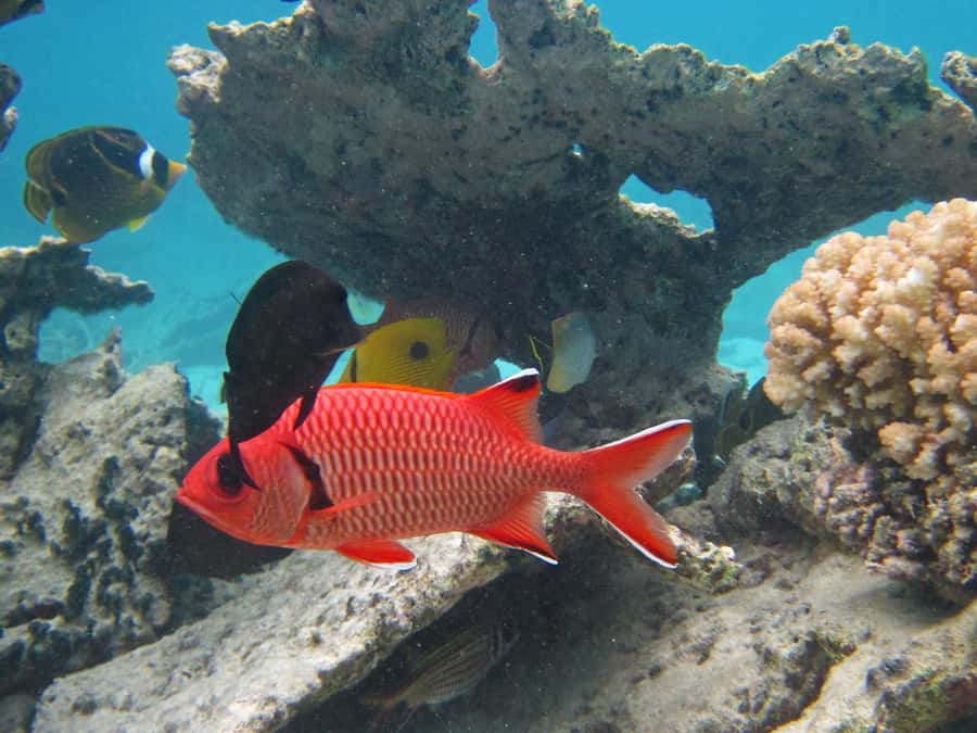 Blue Bay: Half-Day Snorkeling Trip with Creole Picnic Lunch - The first cruise follows Point d’Esny