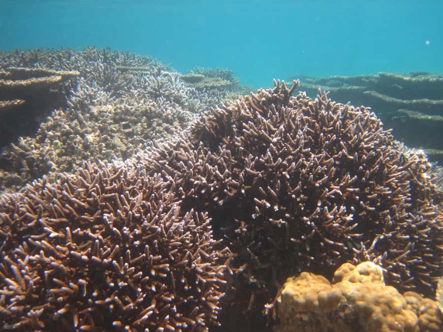 Blue Bay: Half-Day Snorkeling Trip with Creole Picnic Lunch - Ile des deux Cocos brings a welcome pause
