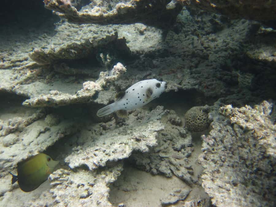 Blue Bay: Half-Day Snorkeling Trip with Creole Picnic Lunch - The practical call: should you book?