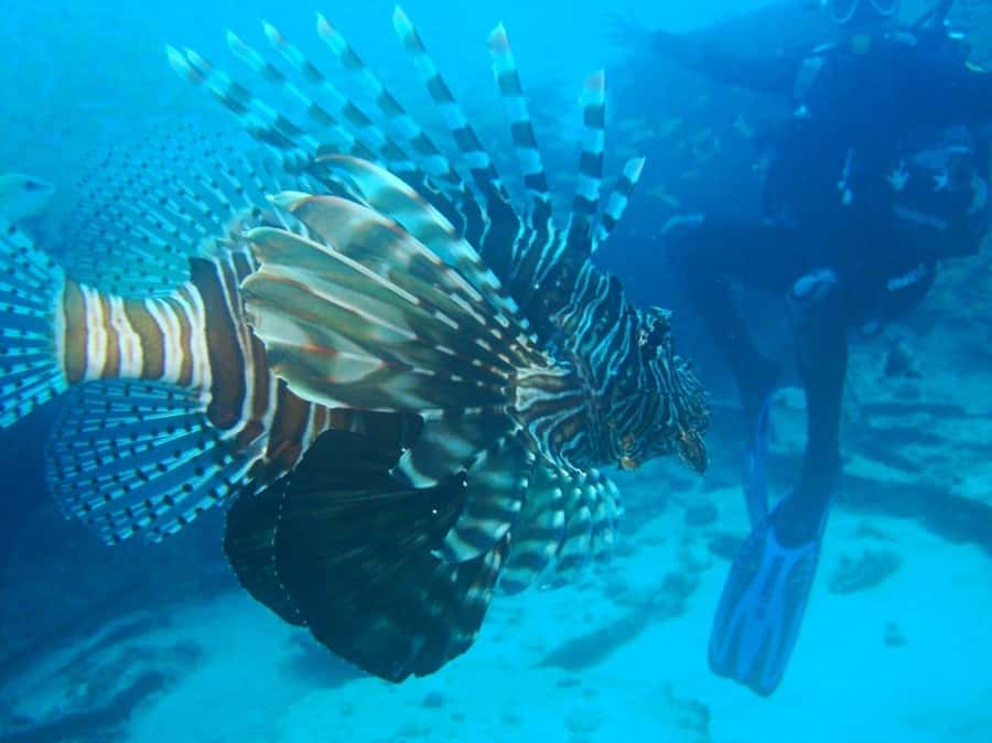 Blue Bay: LEARN TO DIVE TODAY with CORAL DIVING Team - Key points to know before booking