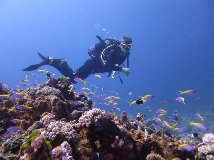 Blue Bay: LEARN TO DIVE TODAY with CORAL DIVING Team - What the two-hour schedule means for you