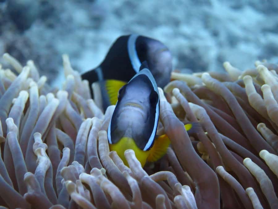 Blue Bay: LEARN TO DIVE TODAY with CORAL DIVING Team - Is $176 a fair price?