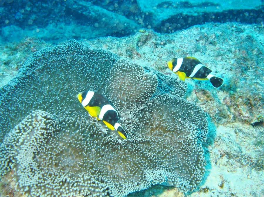 Blue Bay: LEARN TO DIVE TODAY with CORAL DIVING Team - Practical details that affect your morning