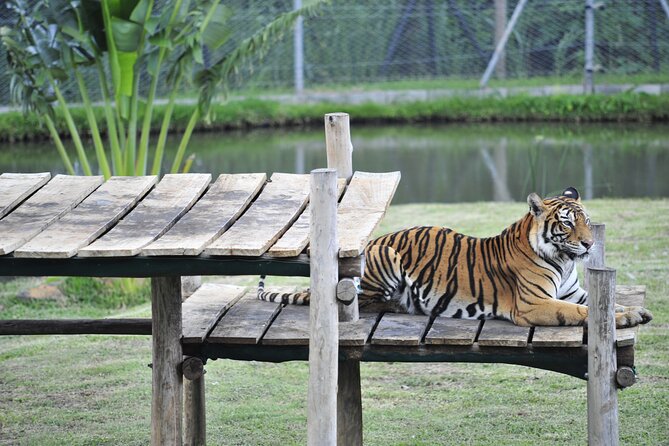Car Hire for a Day with Driver - 8 Hours - Pamplemousses Botanical Garden and the north
