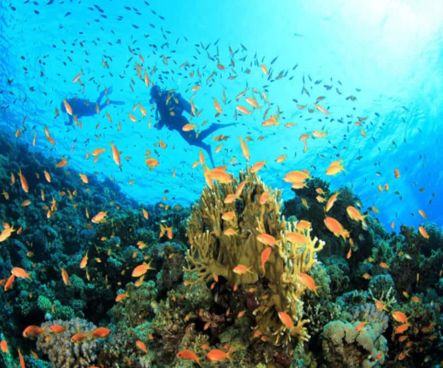 Catamaran Mauritius Cruise in the North Coasts - Snorkeling at Coin de Mire