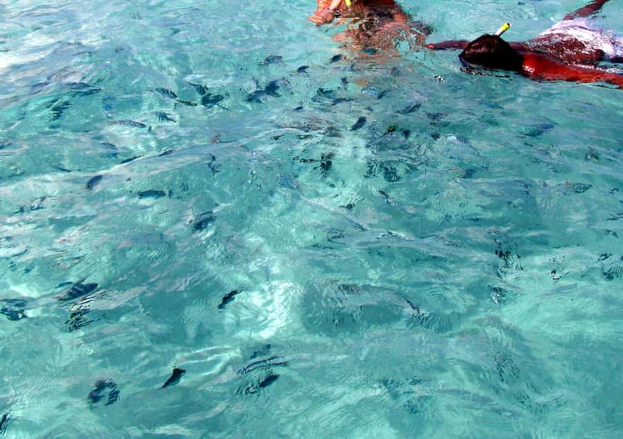 Catamaran Trip to Ile au Cerfs with Lunch and GRSE waterfall - Who should book this outing?