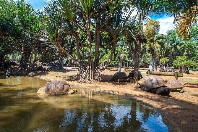 Crocodile Nature Park - Meeting the giant tortoises at La Vanille