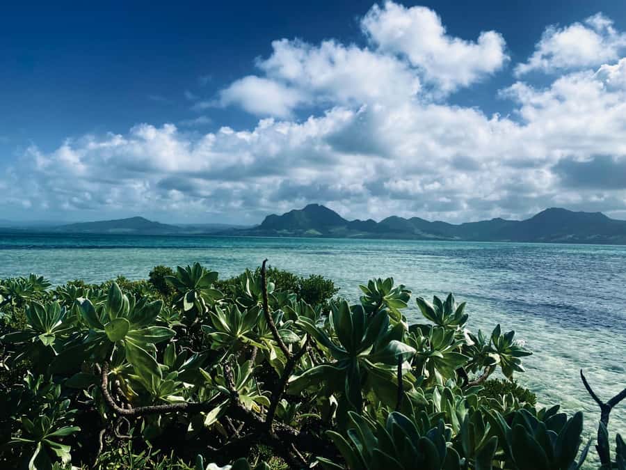 Day Trip at Ile aux Cerfs and other Gems of the South. - Snorkeling around the lagoon and Ile aux Aigrettes