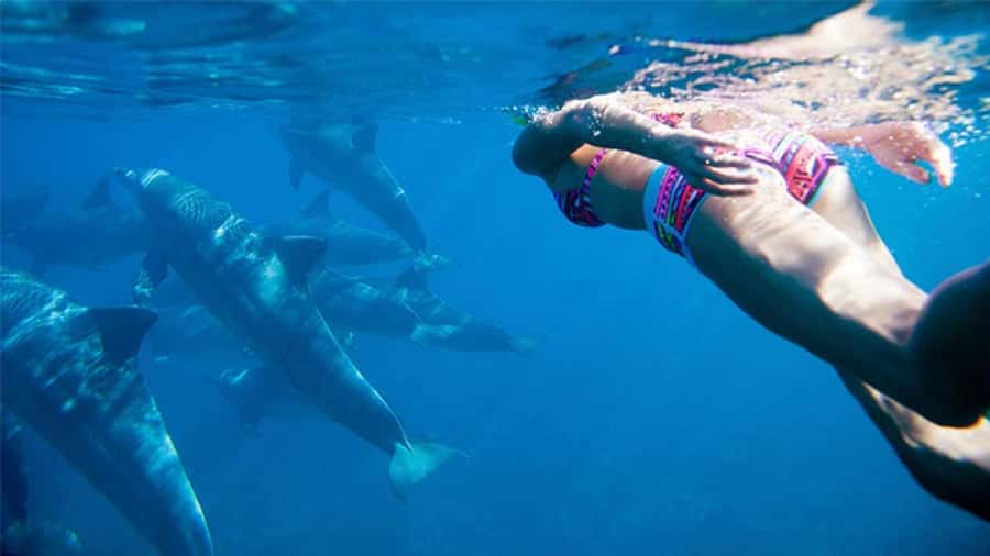 Discover Mauritius: Dolphin Watch, Snorkeling, BBQ Lunch - Key points to know before booking
