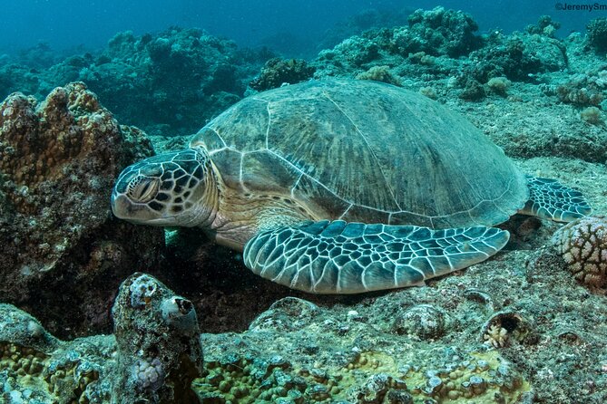 Discover Scuba Diving in Mauritius - Step one: a 20 to 30 minute introduction on land