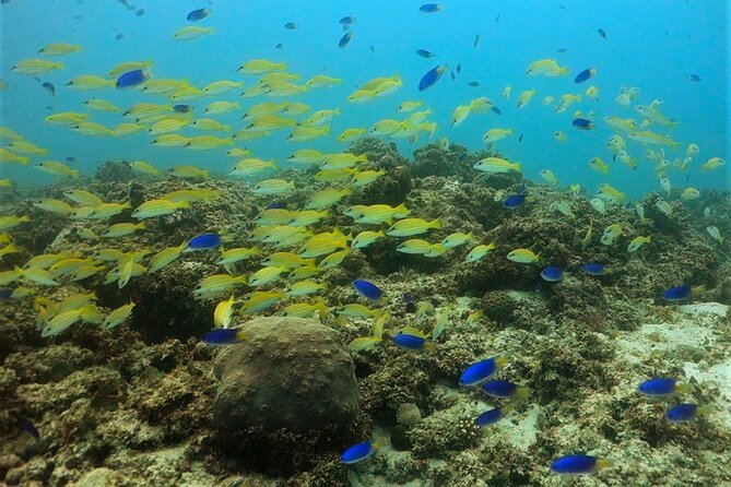 Discover Scuba Diving in Mauritius - The instructors and the feel of the session