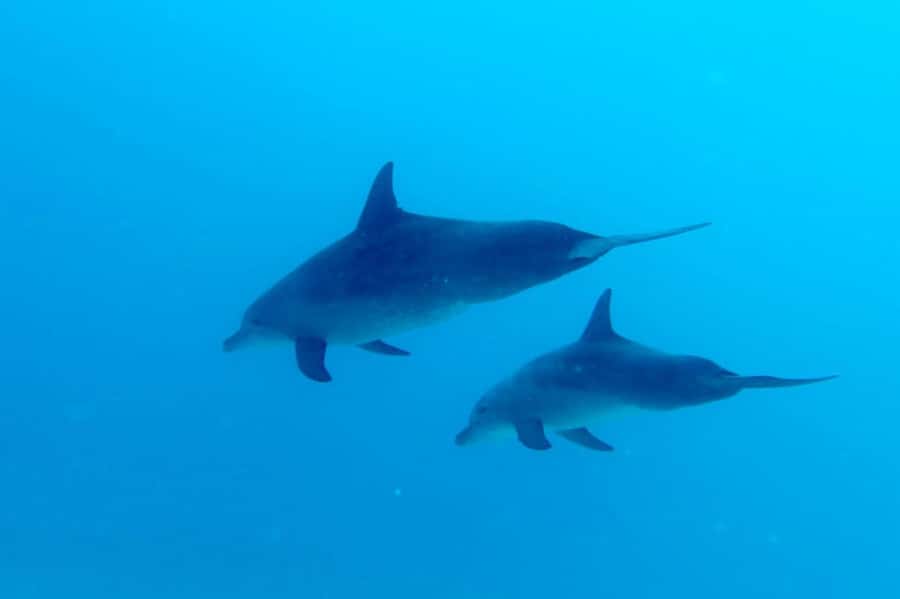 Discover Scuba Diving in the North of Mauritius - Learning the basics before you leave shore