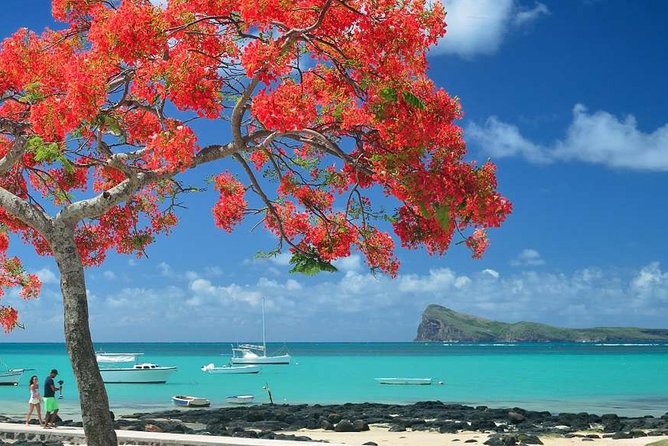 Discovering the North of Mauritius: Full-day incl Botanical garden & lunch - Pamplemousses Botanical Garden and its giant water lilies