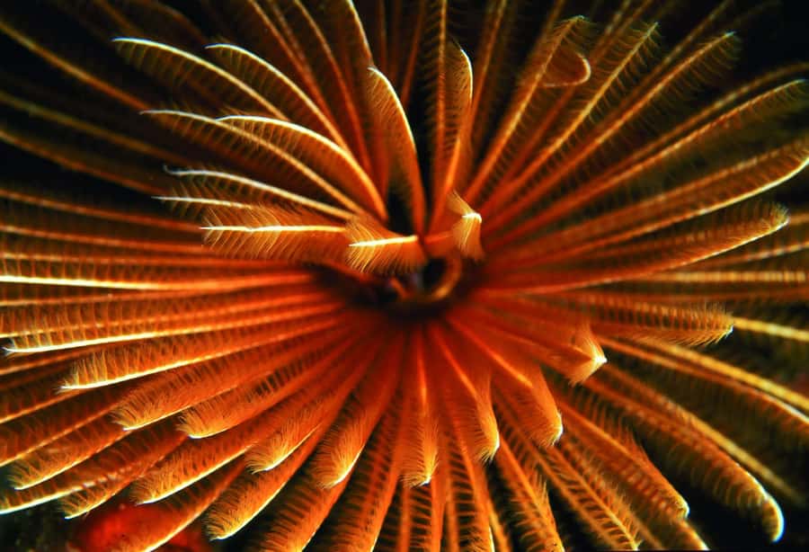 Diving in the North with Blue World Adventures - Key points to know before you book