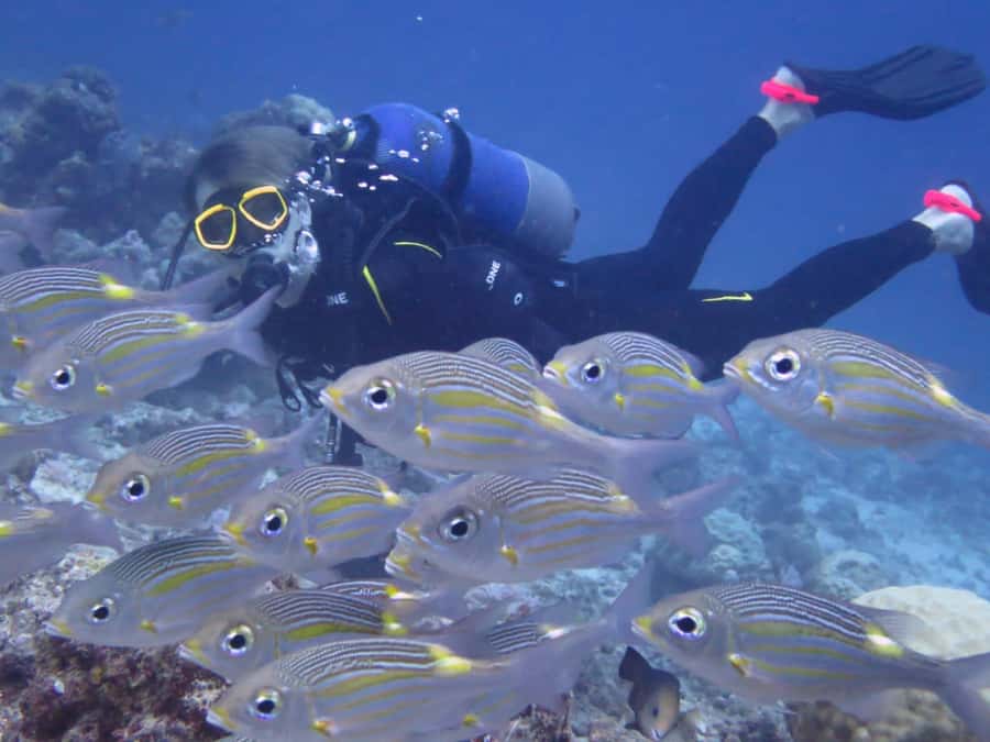 Diving in the North with Blue World Adventures - What the northern coast adds to the experience