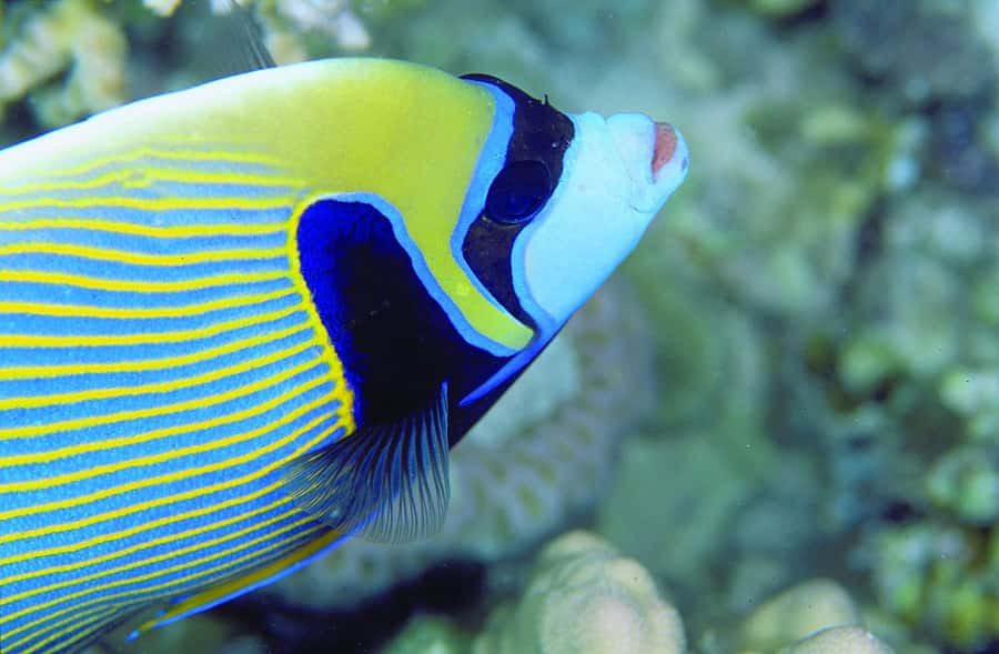 Diving in the North with Blue World Adventures - Who will enjoy this most