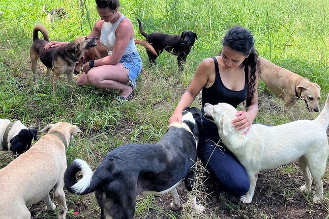 Dog Lover's guided tour of the Happy Tails Sanctuary - Key points at a glance