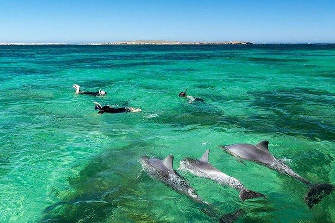 Dolphin Encounters, Ile aux Benitier & Crystal rock: Full-Day (Lunch & Transfer) - Why this west-coast boat day works