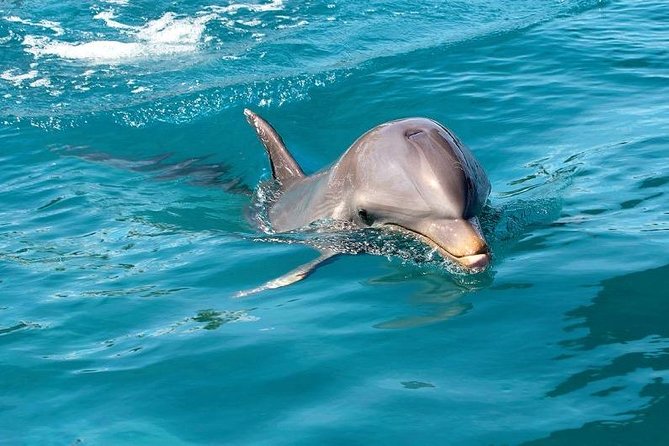 Dolphin Encounters, Ile aux Benitier & Crystal rock: Full-Day (Lunch & Transfer) - Group size, comfort, and the pace of the day