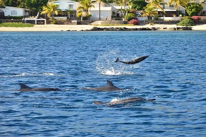 Dolphin Encounters, Ile aux Benitier & Crystal rock: Full-Day (Lunch & Transfer) - What to bring and how to prepare